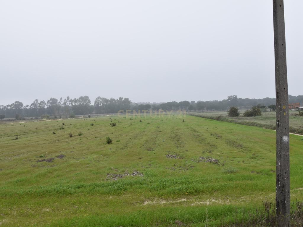 Terreno nos Foros da Branca - Coruche - Image 3