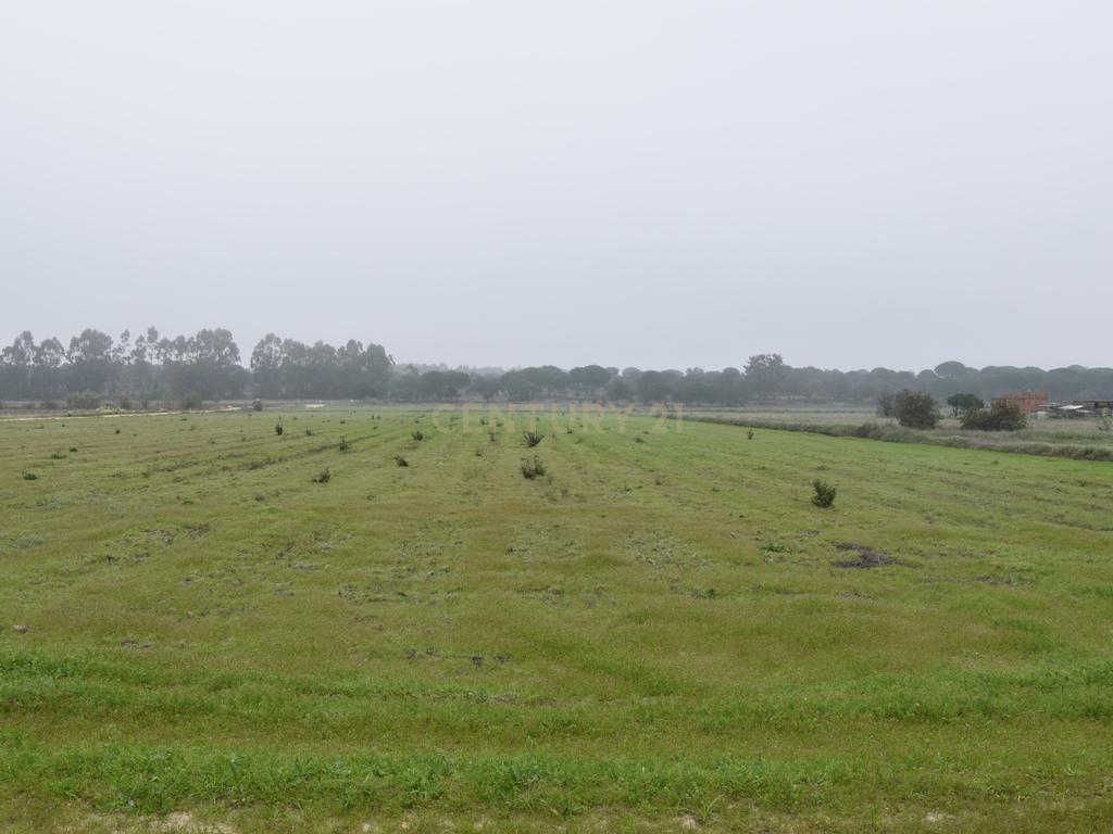 Terreno nos Foros da Branca - Coruche - Image 2