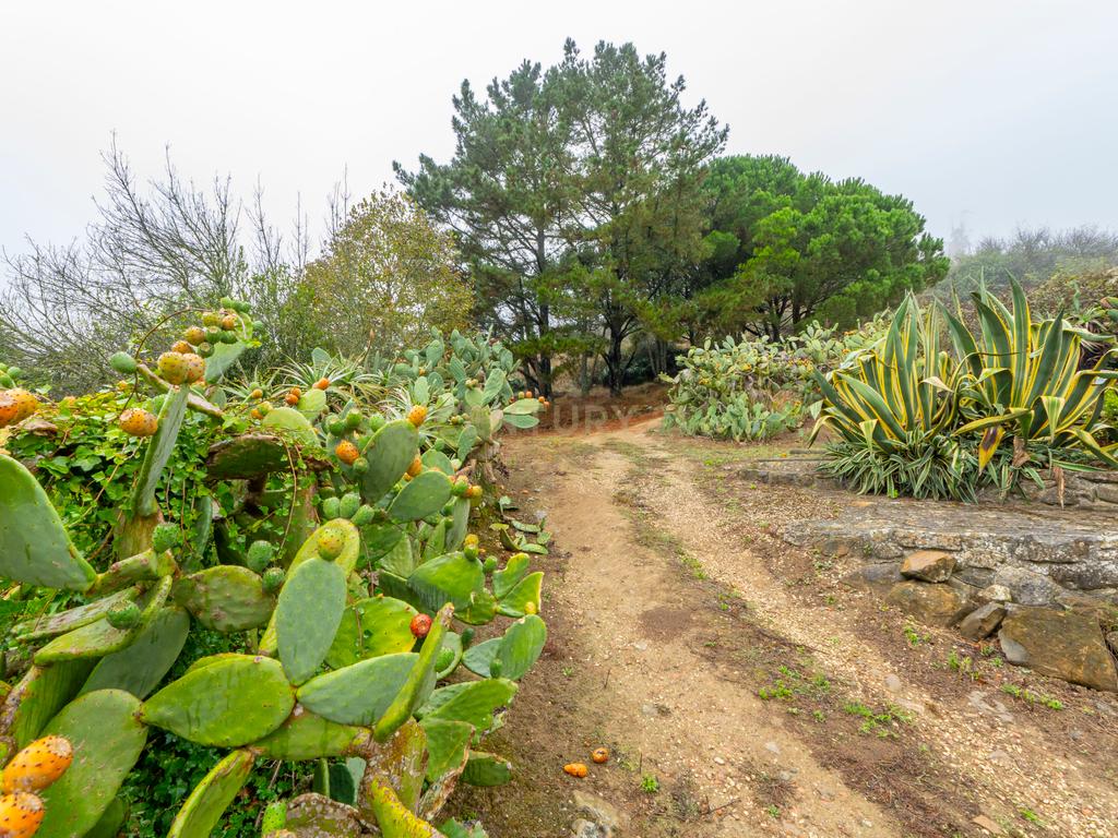 Moradia típica na Serra de Montejunto – Ideal para viver ou investir em turismo rural - Image 26