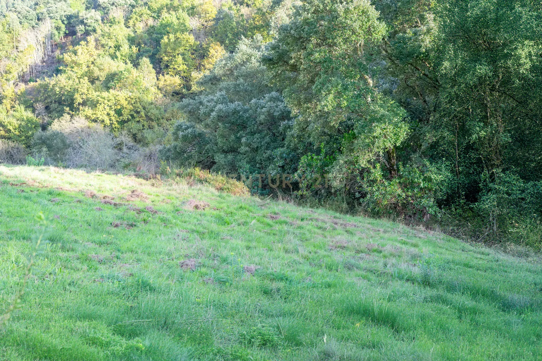 Terreno com possibilidade de Construção em Miranda do Corvo - Image 6
