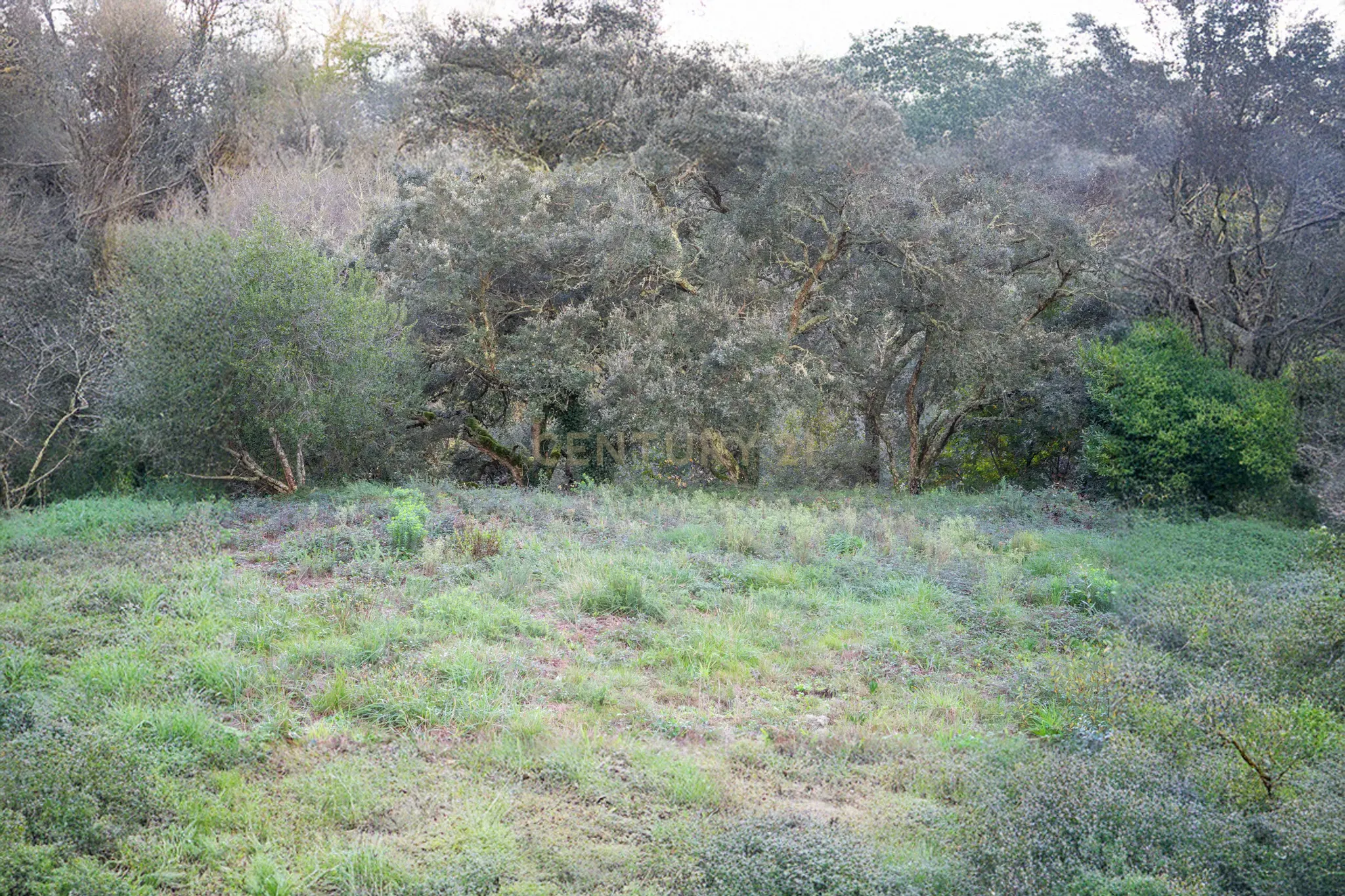 Terreno com possibilidade de Construção em Miranda do Corvo - Image 9
