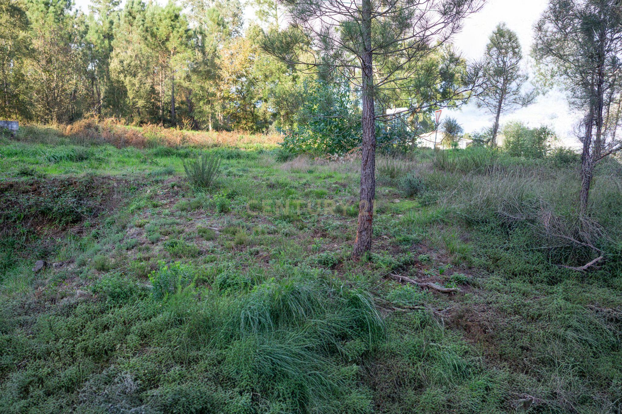 Terreno com possibilidade de Construção em Miranda do Corvo - Image 8