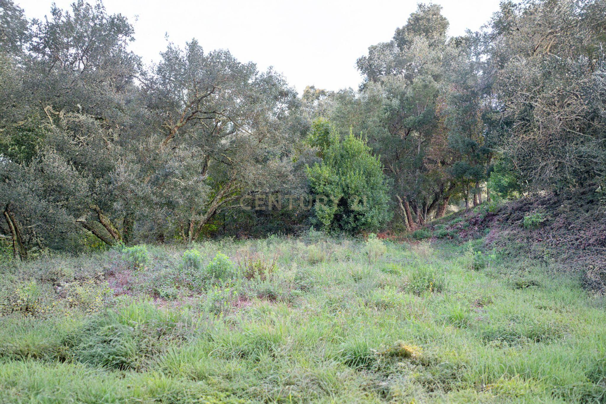 Terreno com possibilidade de Construção em Miranda do Corvo - Image 5