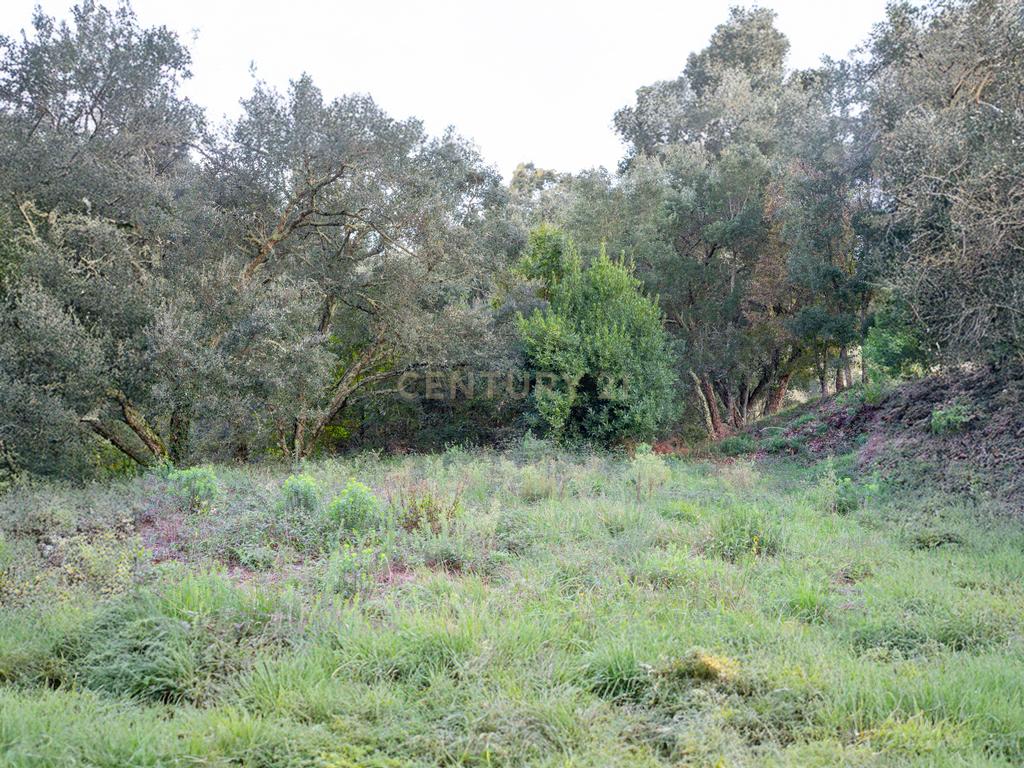 Terreno com possibilidade de Construção em Miranda do Corvo - Image 5