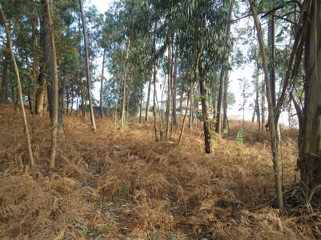 Terreno  construção com 899m2 em Alheira  - Barcelos - Image 14