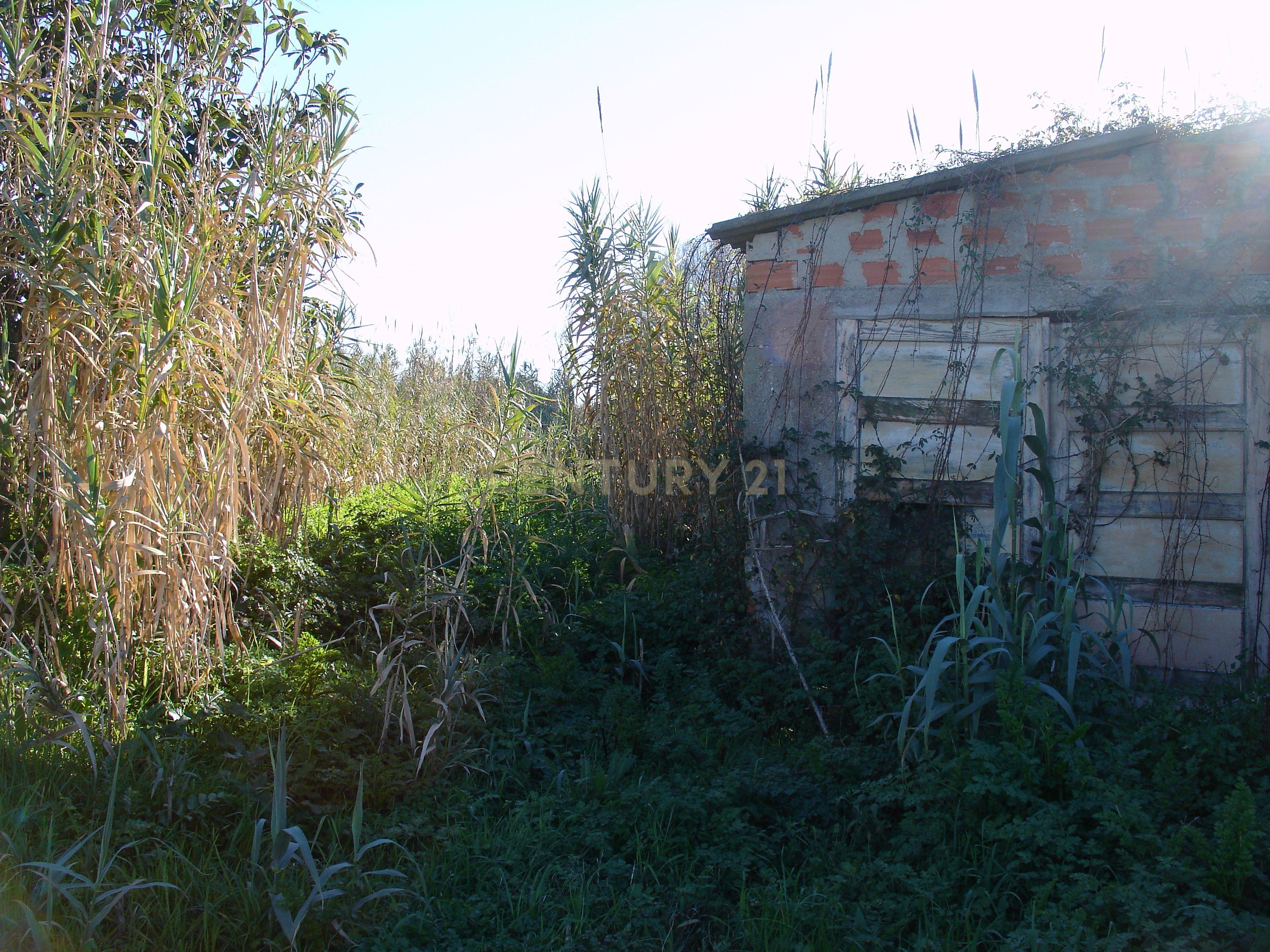 Terreno rústico com possibilidade de construção em Bizorreiro de Lavos, Figueira da Foz - Image 3