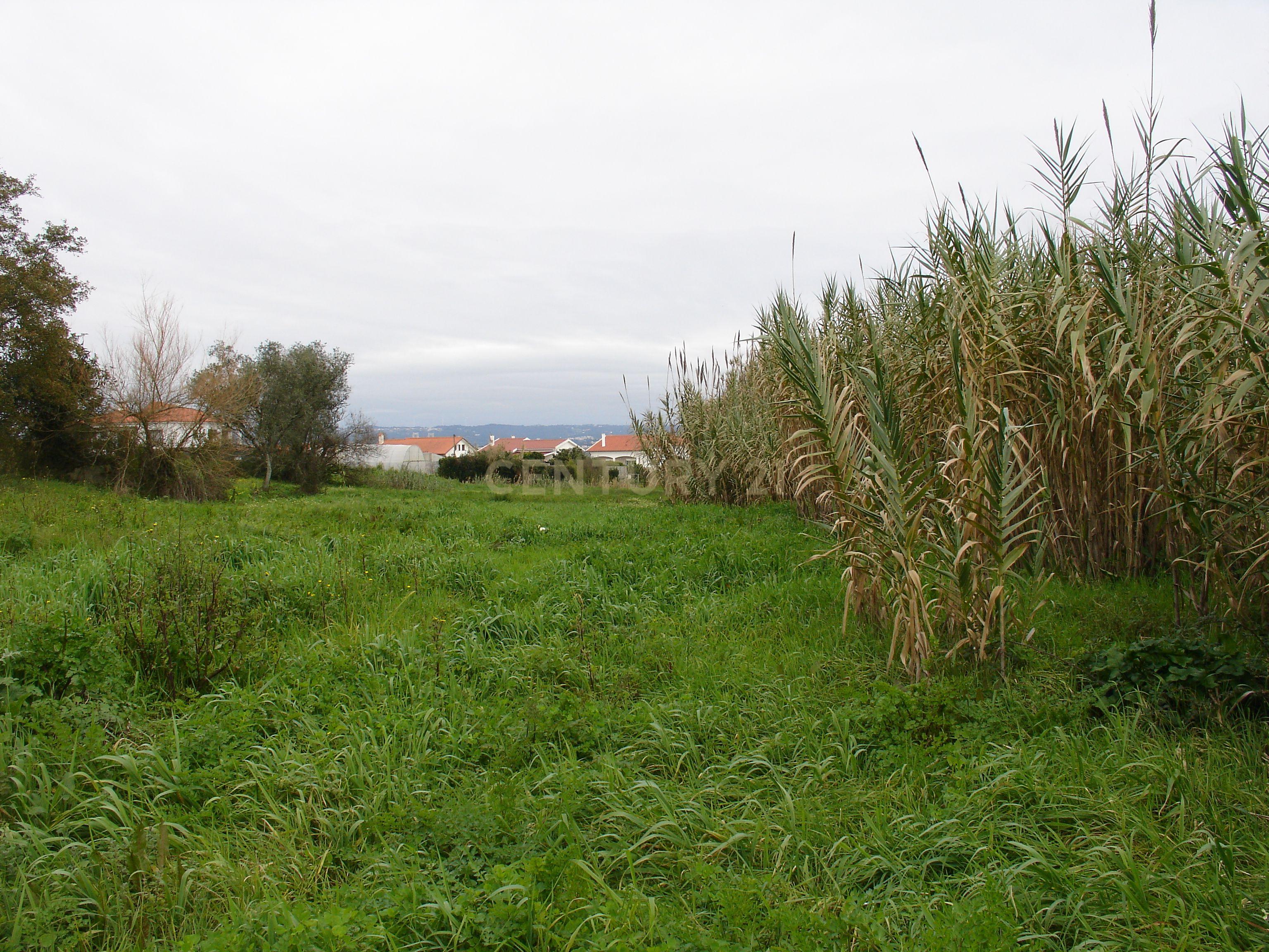 Terreno rústico com possibilidade de construção em Bizorreiro de Lavos, Figueira da Foz - Image 2