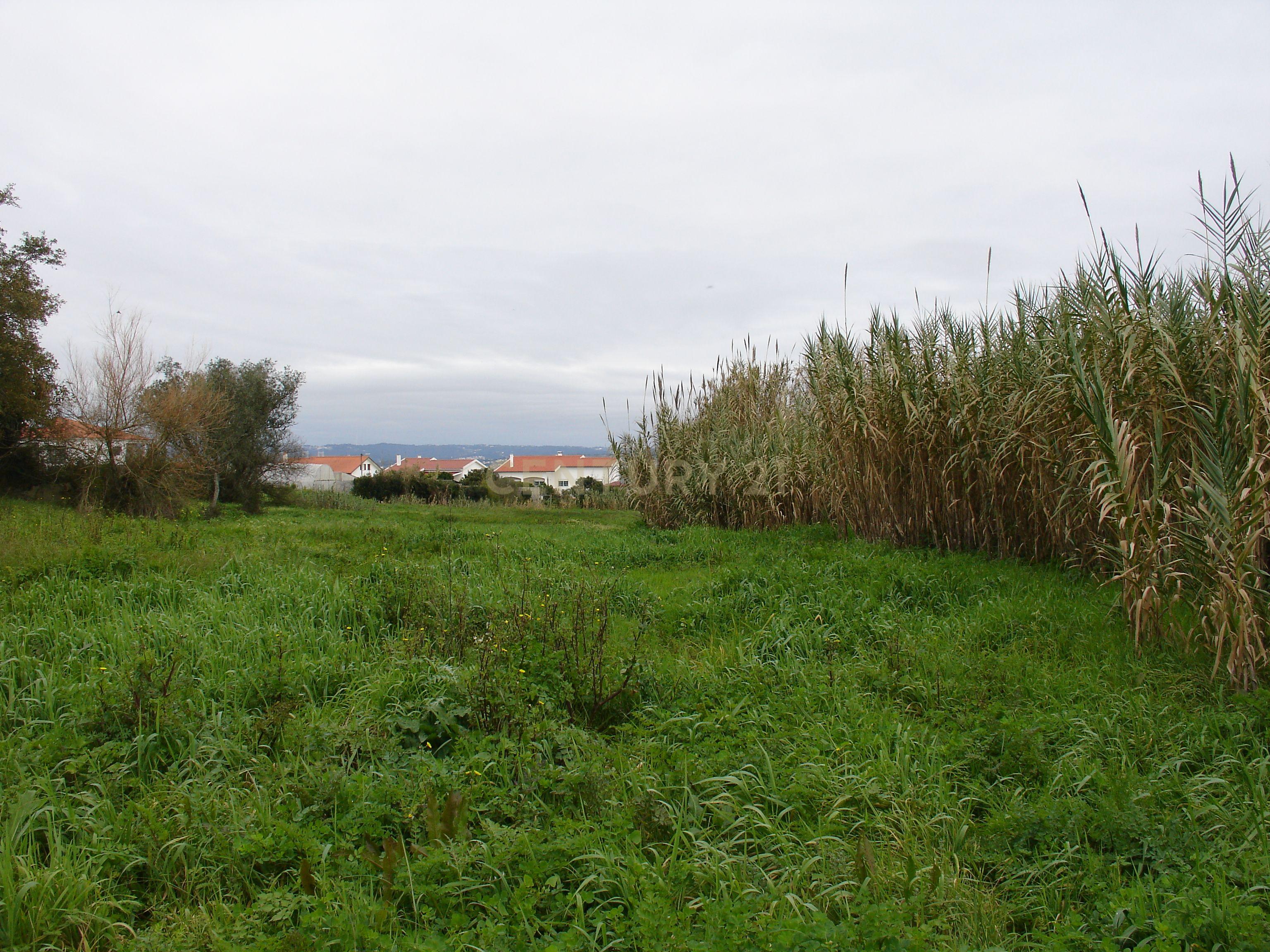 Terreno rústico com possibilidade de construção em Bizorreiro de Lavos, Figueira da Foz - Image 5