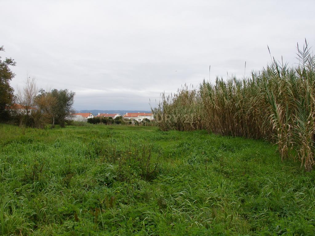 Terreno rústico com possibilidade de construção em Bizorreiro de Lavos, Figueira da Foz - Image 5