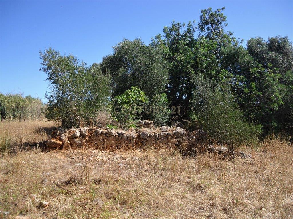 Terreno com ruina em Silves - Image 6
