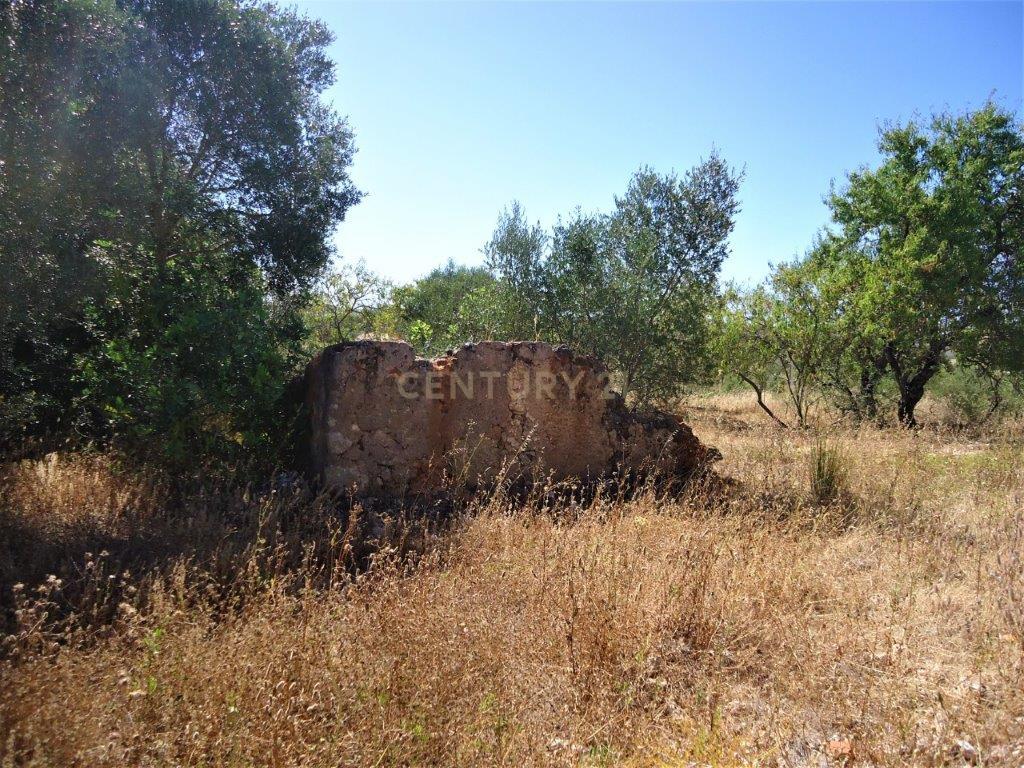 Terreno com ruina em Silves - Image 5