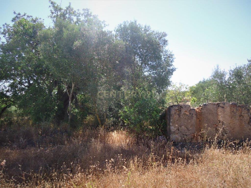 Terreno com ruina em Silves - Image 4