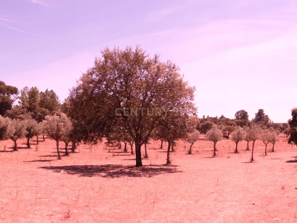 Terreno rústico com 4,5 hectares em Martianas – Orca - Fundão - Image 19