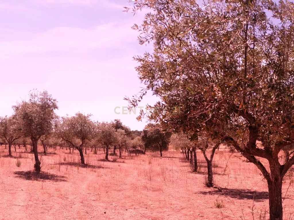 Terreno rústico com 4,5 hectares em Martianas – Orca - Fundão - Image 20