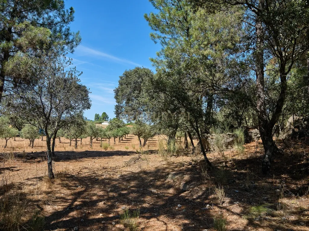 Terreno rústico com 4,5 hectares em Martianas – Orca - Fundão - Image 4