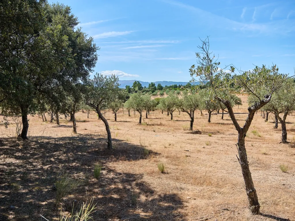 Terreno rústico com 4,5 hectares em Martianas – Orca - Fundão - Image 6