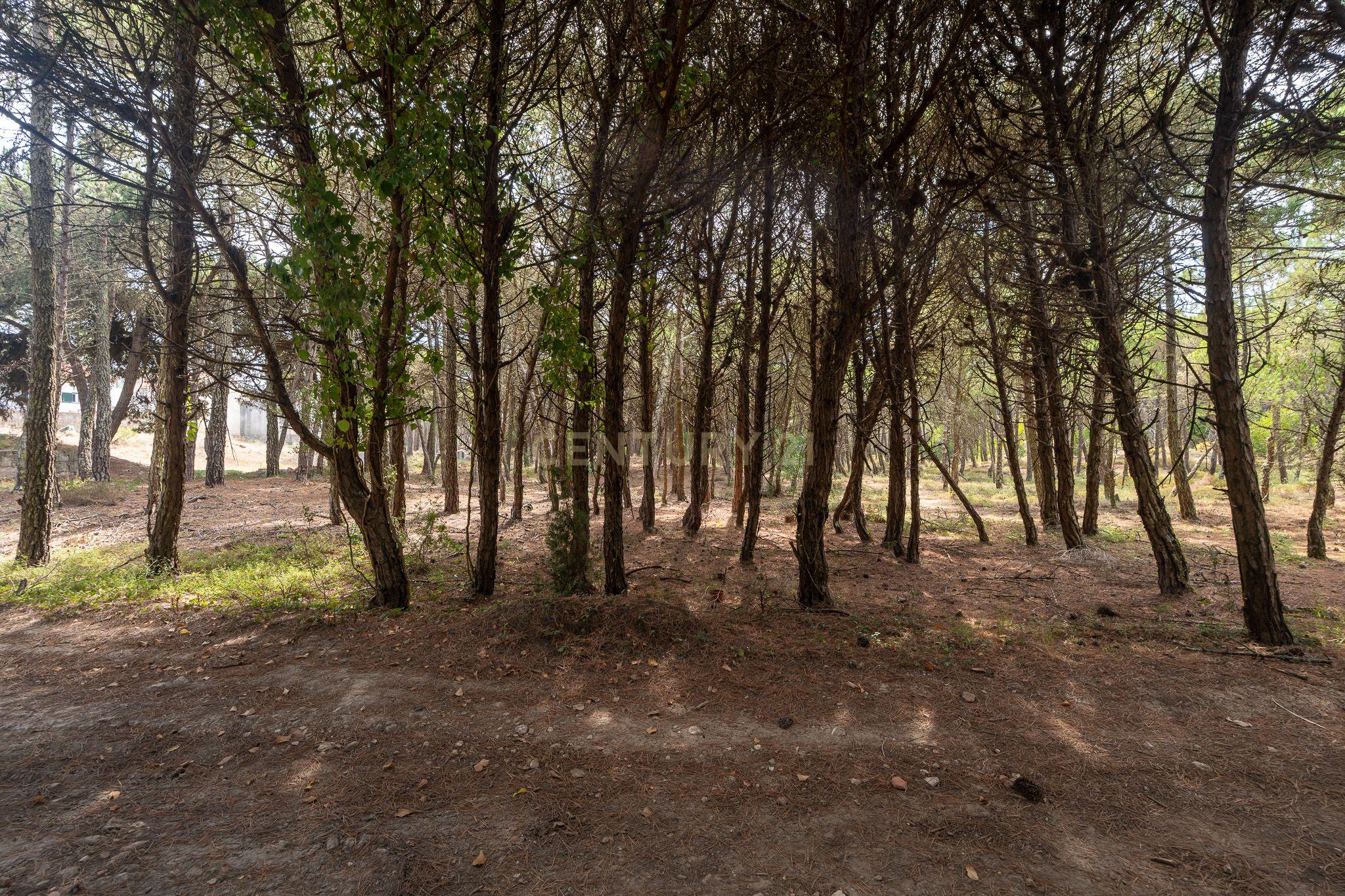 Fotografia 9 de Terreno rústico de pinheiros perto das praia de Sintra