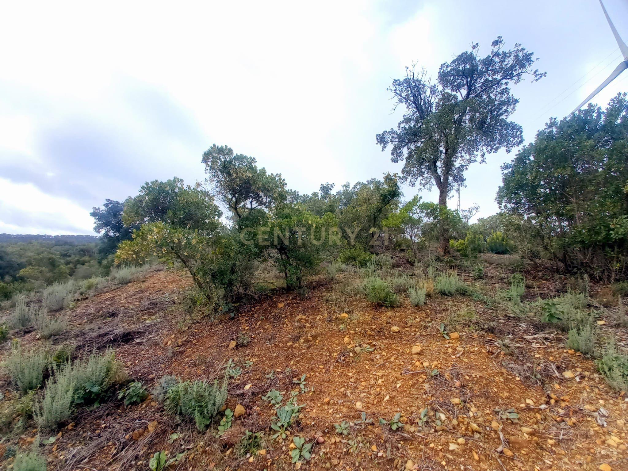 Fotografia 7 de Investimento Rural: 20 Hectares com Rendimento