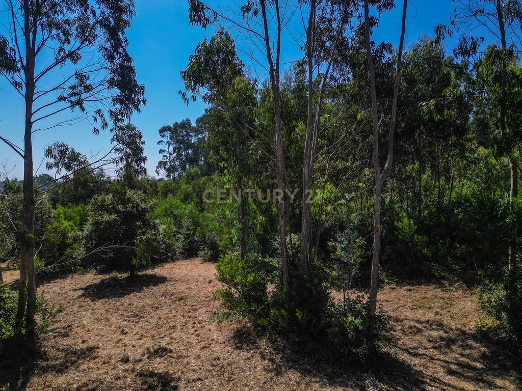 Terreno para investimento em Lavos, Figueira da Foz apenas a 5km da praia - Image 15