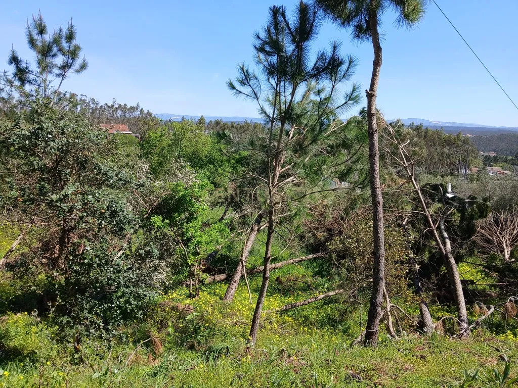 Terreno Rústico com Potencial de Construção | Ribeira de Santo Amaro – Louriçal - Image 5