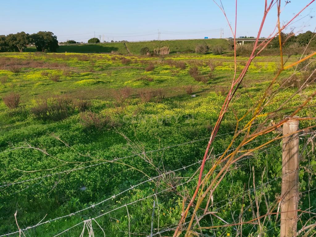 Terreno à Venda em Lamas – Cadaval - Image 3