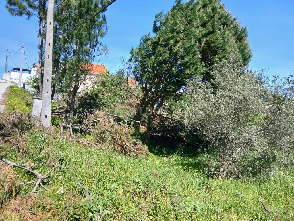 Terreno Rústico com Potencial de Construção | Ribeira de Santo Amaro – Louriçal - Image 6