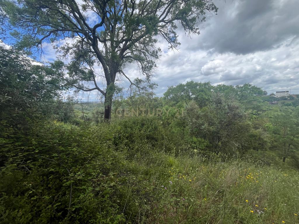 Terreno de 8280m² com cultura Arvense variada em Abrantes - Image 7