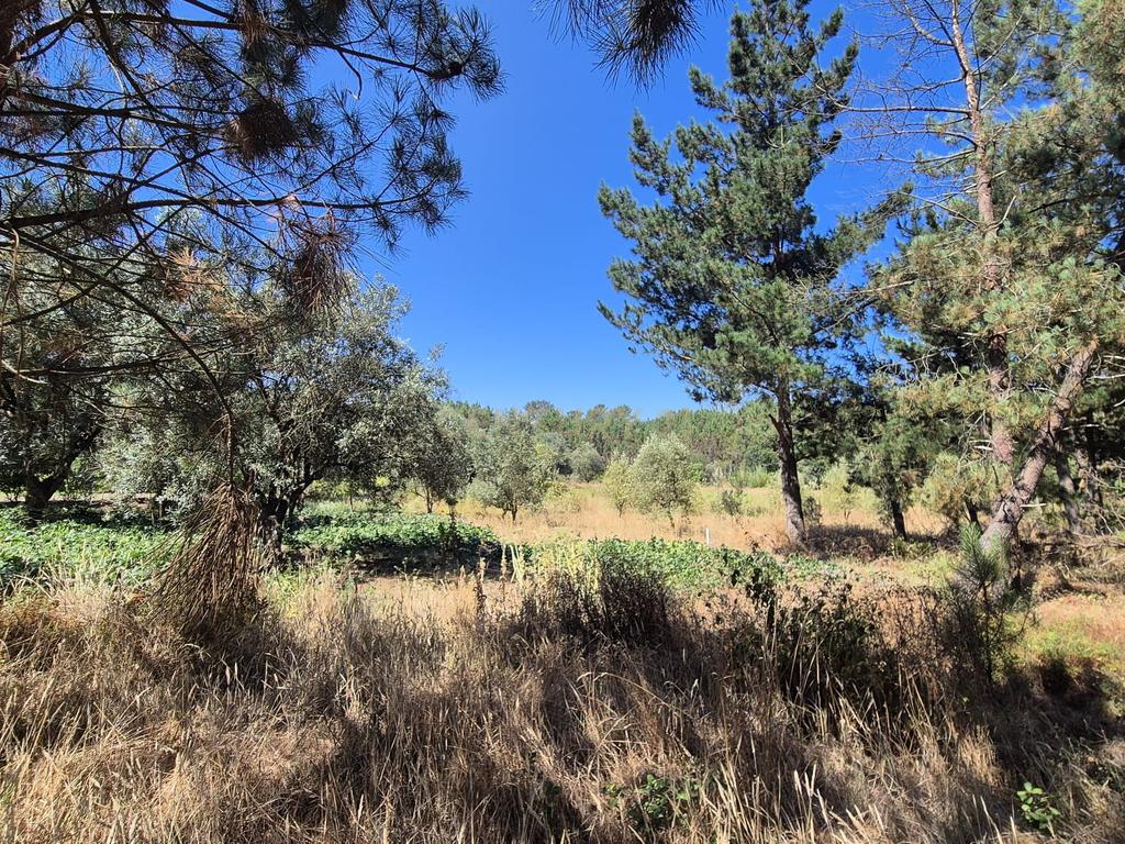 Terreno para Construção em Pombal, Leiria - Oportunidade Única! - Image 17