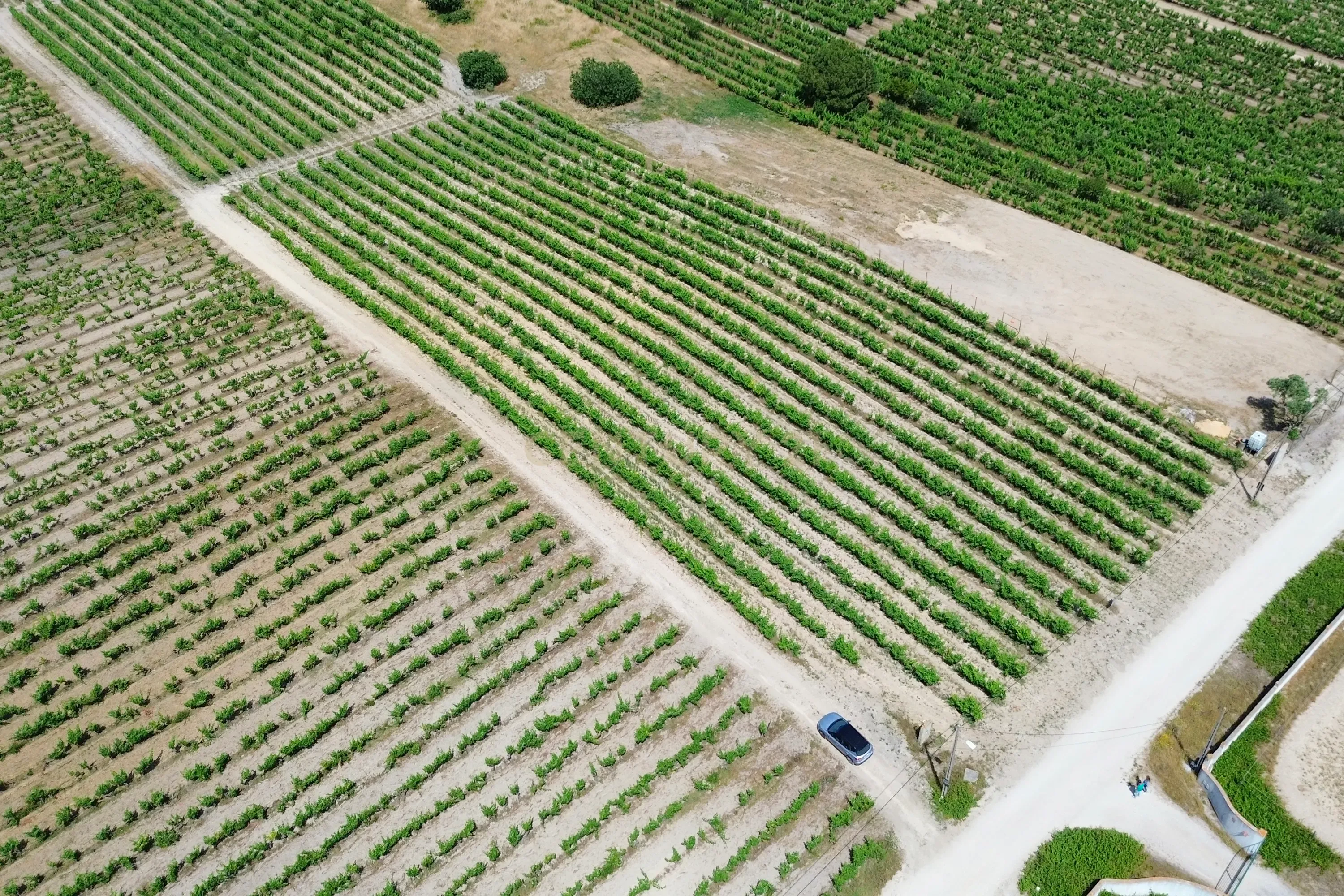 Fotografia 11 de Terreno no Lau com vinhas certificadas
