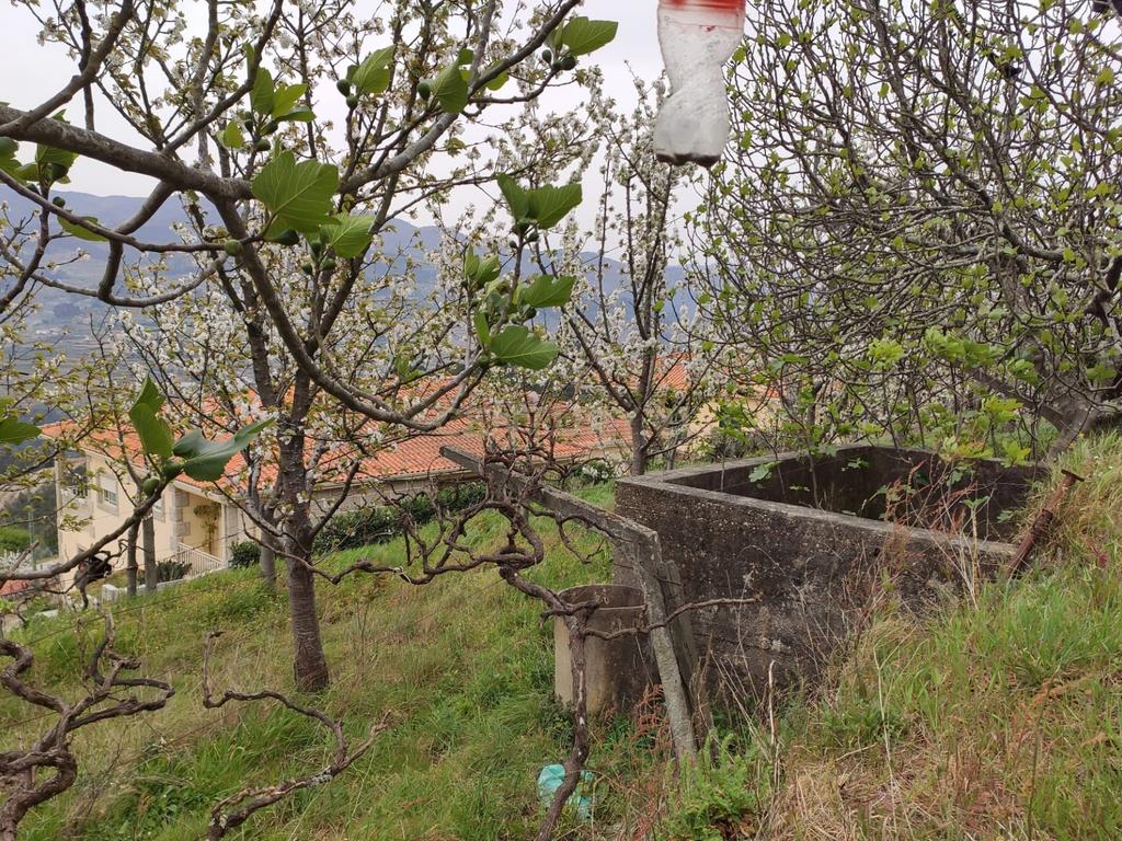 Terreno com casinha e vista para o rio Douro, em S. Tomé de Covelas, Baião para projeto agrícola - Image 57