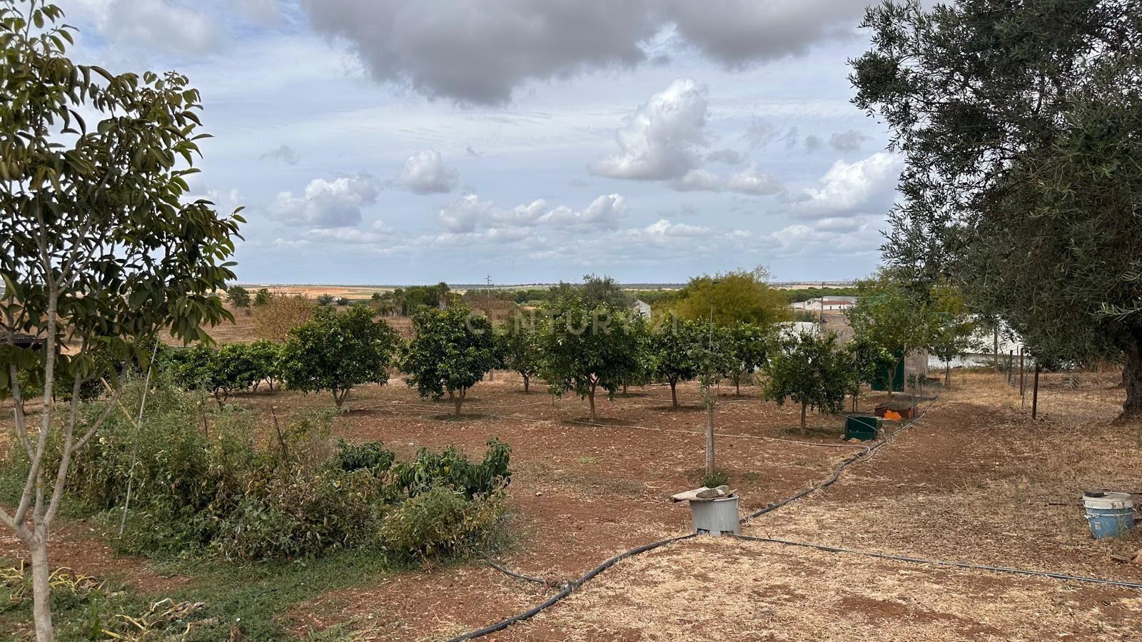 Fotografia 4 de Quinta em Trigaches — 1 hectare em comunhão com a natureza