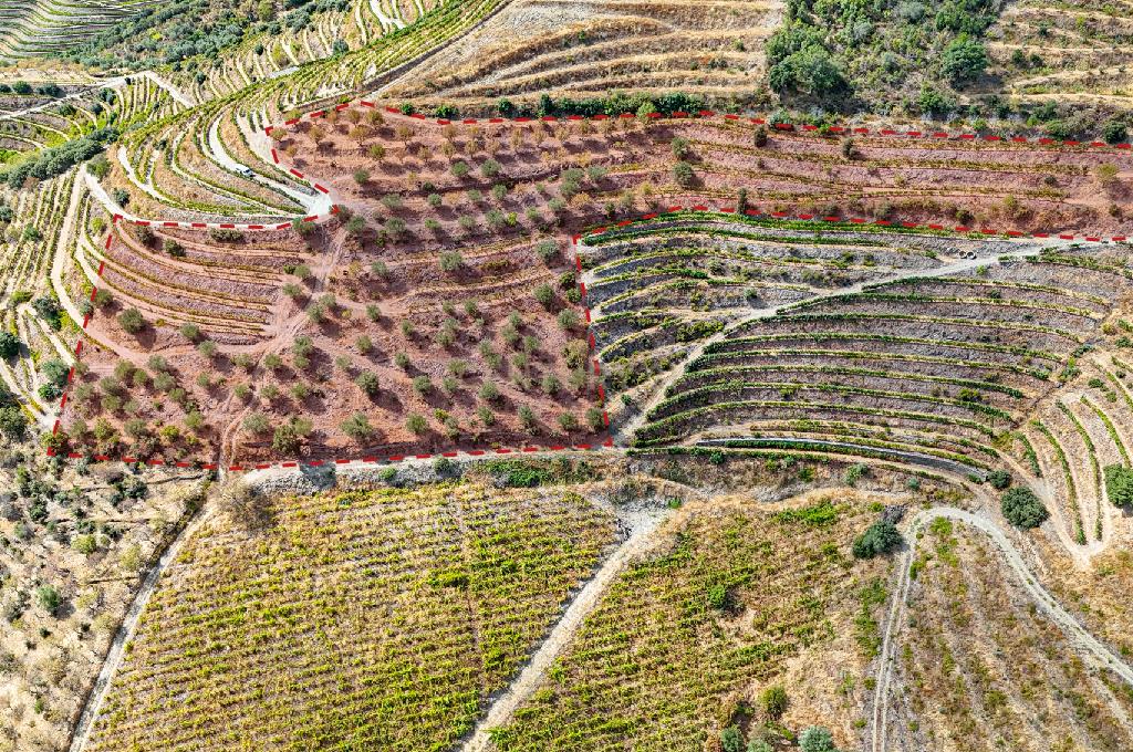 Farm with productive vineyard in the Douro Demarcated Region — São João da Pesqueira - Image 10