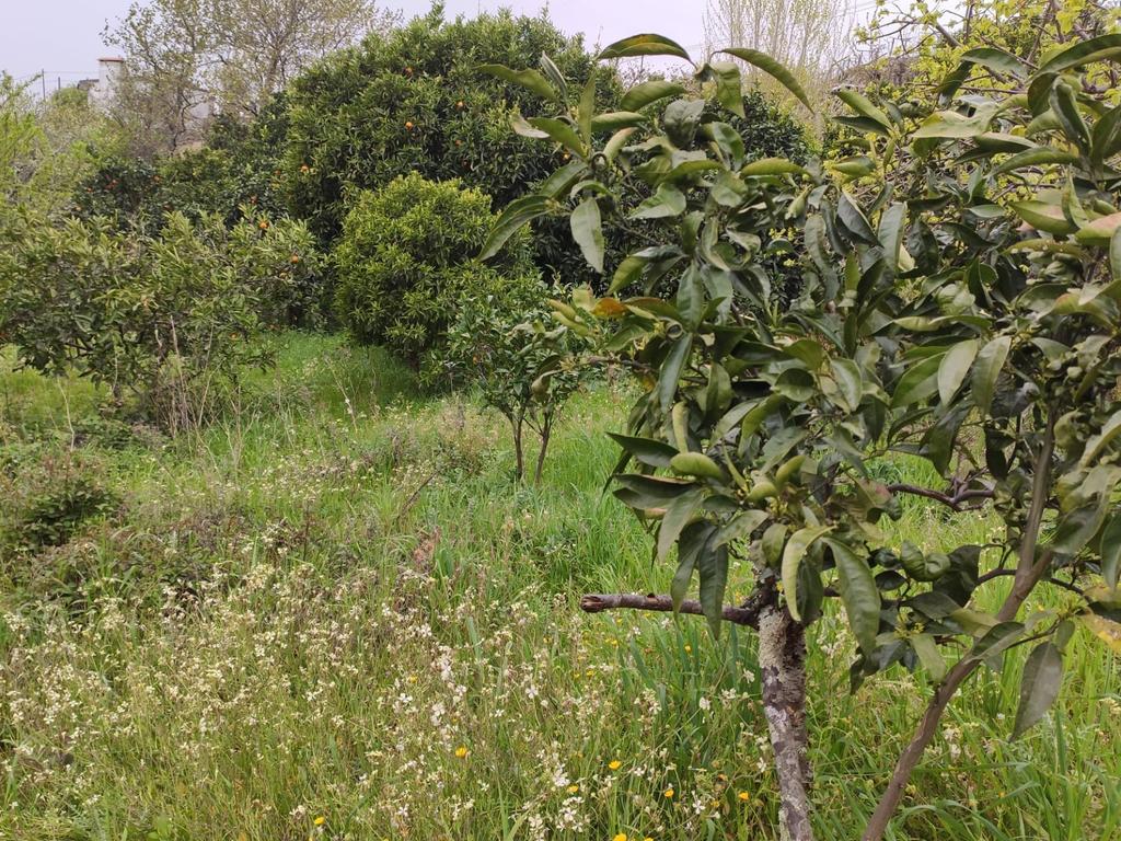 Terreno com casinha e vista para o rio Douro, em S. Tomé de Covelas, Baião para projeto agrícola - Image 56