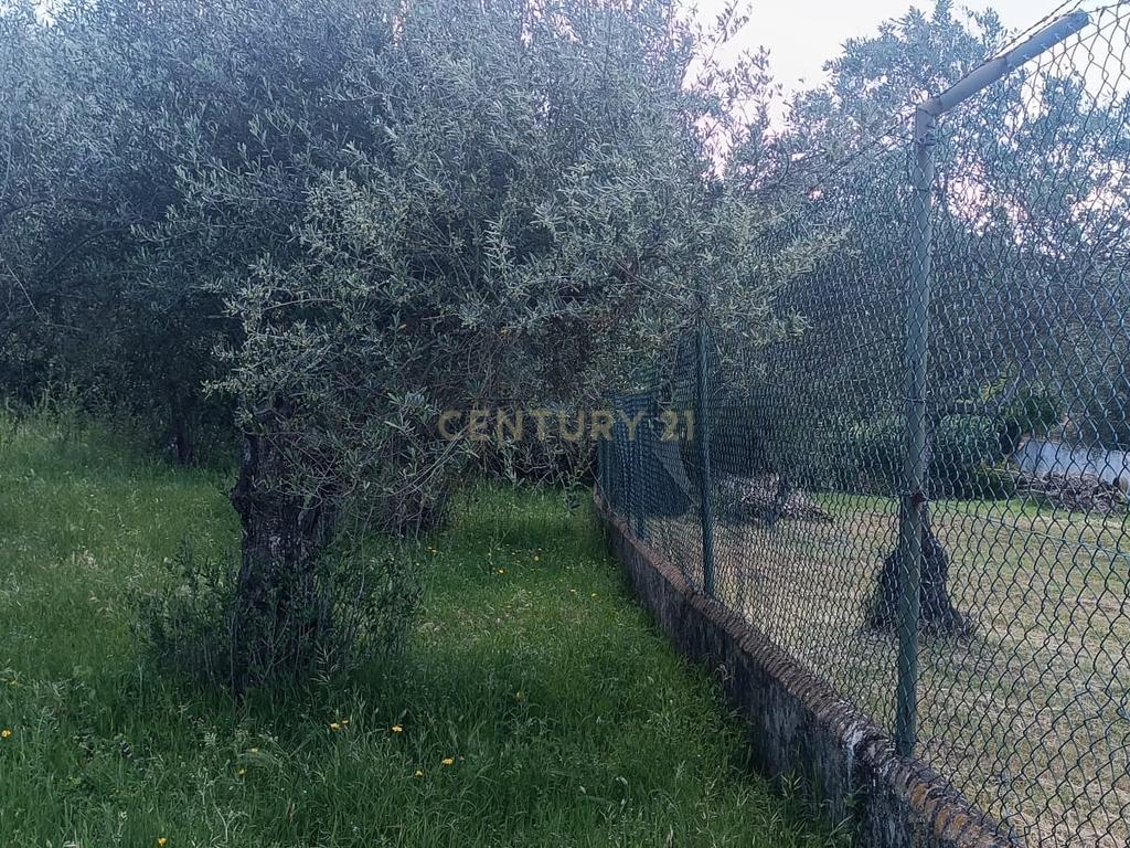 Quintinha em Elvas - Image 7