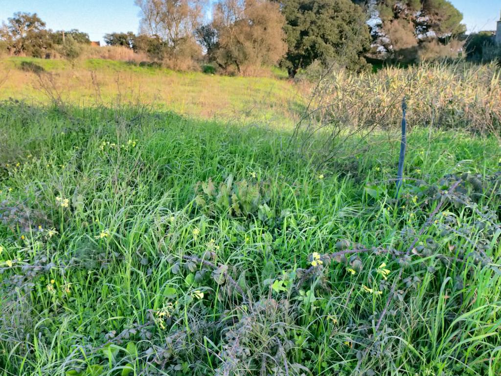 Terreno à Venda em Lamas – Cadaval - Image 11