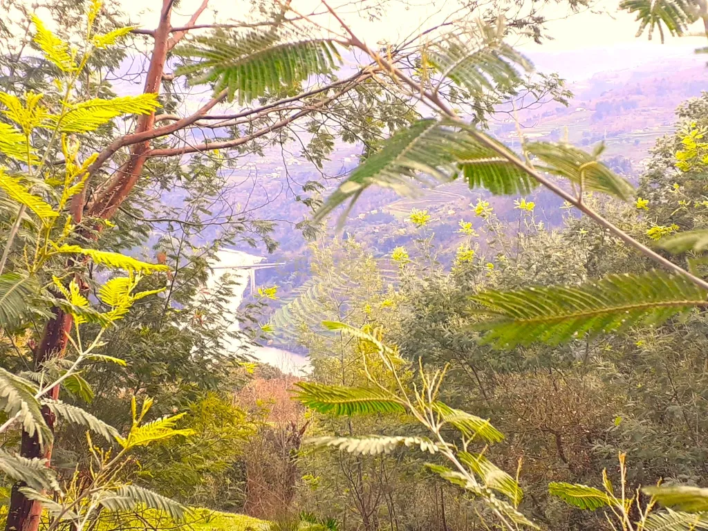 Belíssima ruína em terreno verdejante com vista deslumbrante para o Rio Douro, Baião, Porto - Image 7