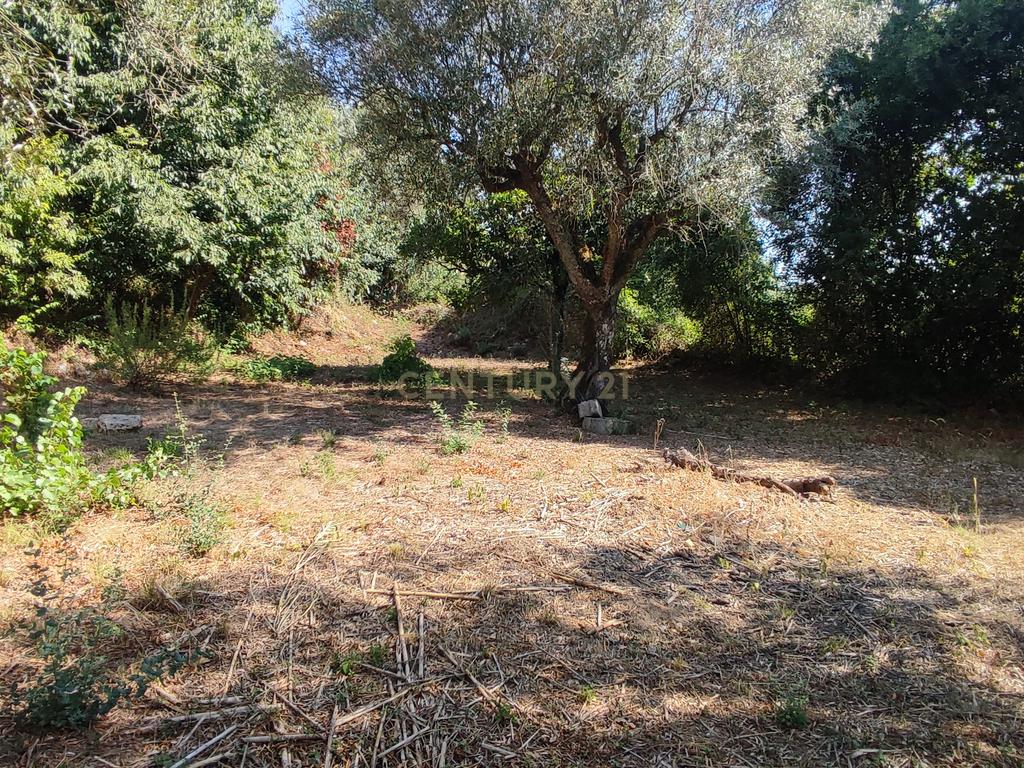 Terreno para construção de moradia em Geria, às portas da cidade de Coimbra - Image 1
