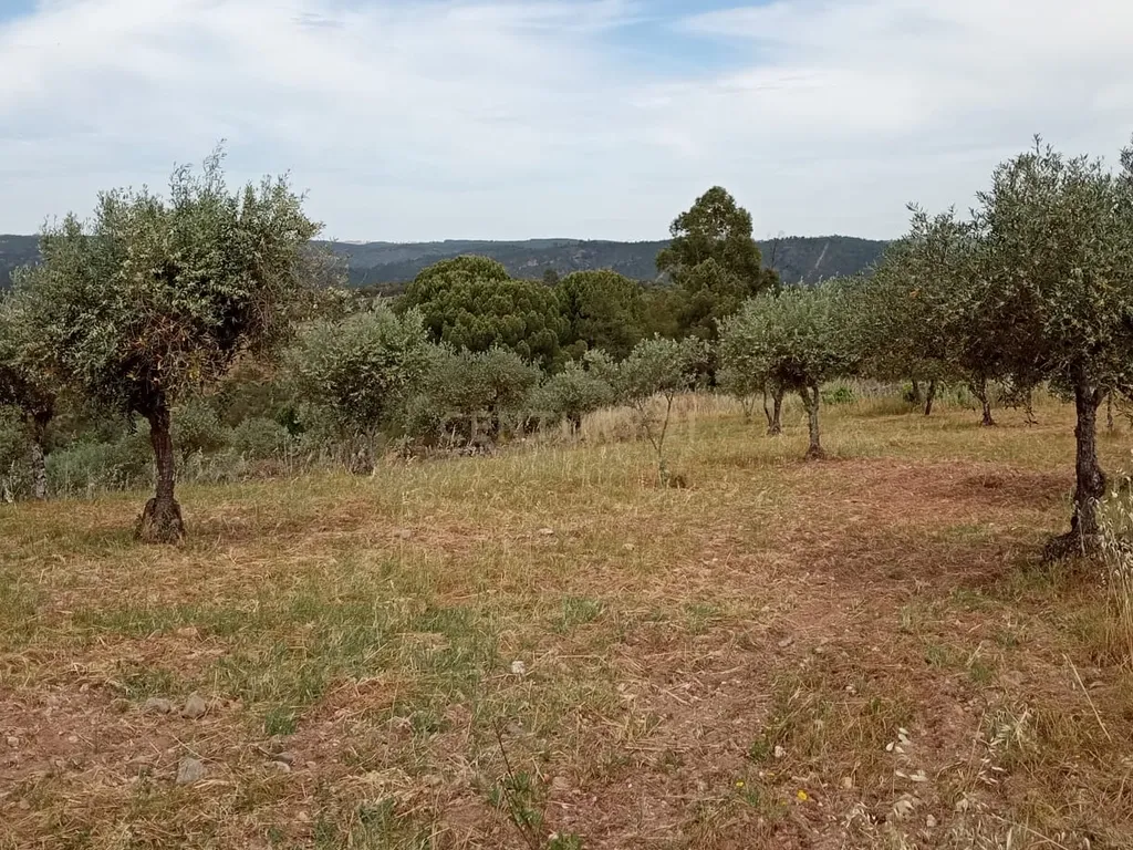 Terreno 8500m2, Lentiscais, Castelo Branco - Image 17