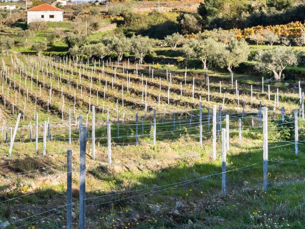 🏡Quinta com Moradia T3 e Vinha no Coração do Alto Douro Vinhateiro – Património Mundial da UNESCO - Image 58