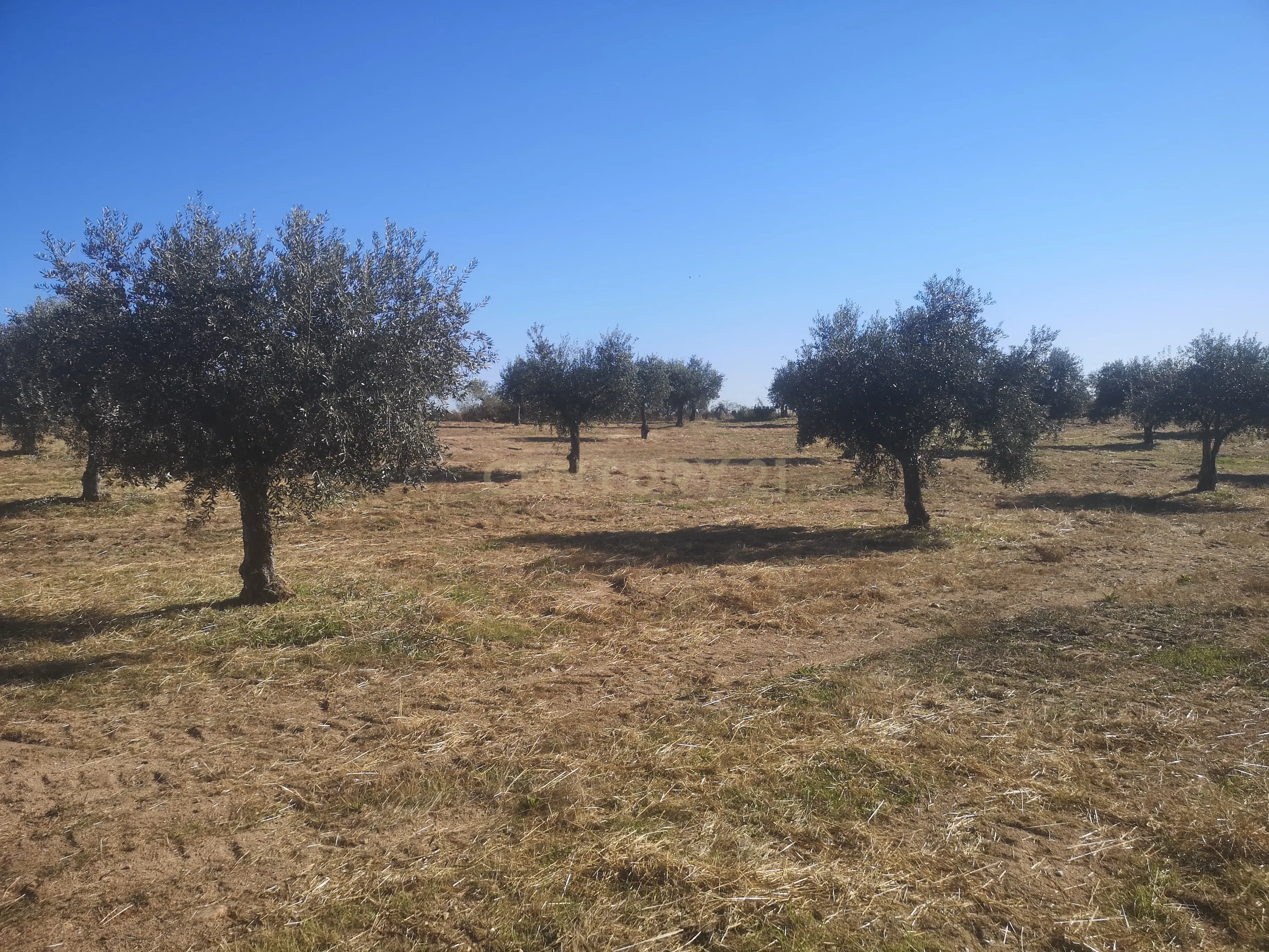 Fotografia 9 de Oportunidade Única: Quinta de 16 Hectares com produção de plantas aromáticas, 2 Ha de rosas DAMASCENA, destilação de óleos essenciais  e actividade e-commerce