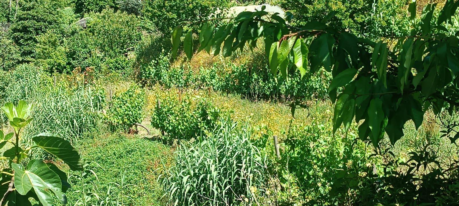 Terreno agrícola com àgua e viabilidade de construção em Granja, S. Tomé de Covelas, Baião, perto do do rio Douro, Porto - Image 15
