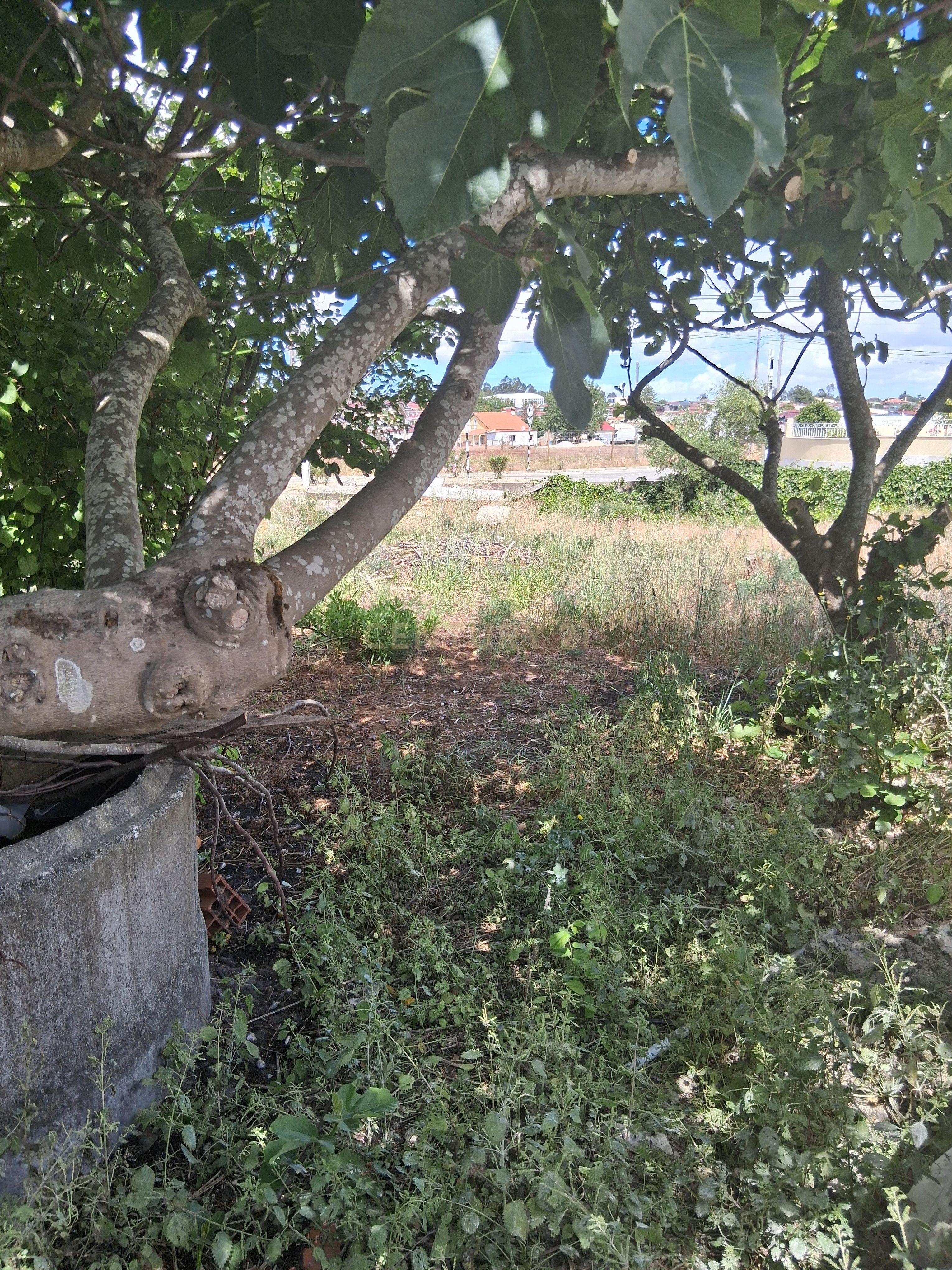 Fotografia 3 de Terreno urbano em gaveto na rua Fernão  Magalhães, Pinhal do General.