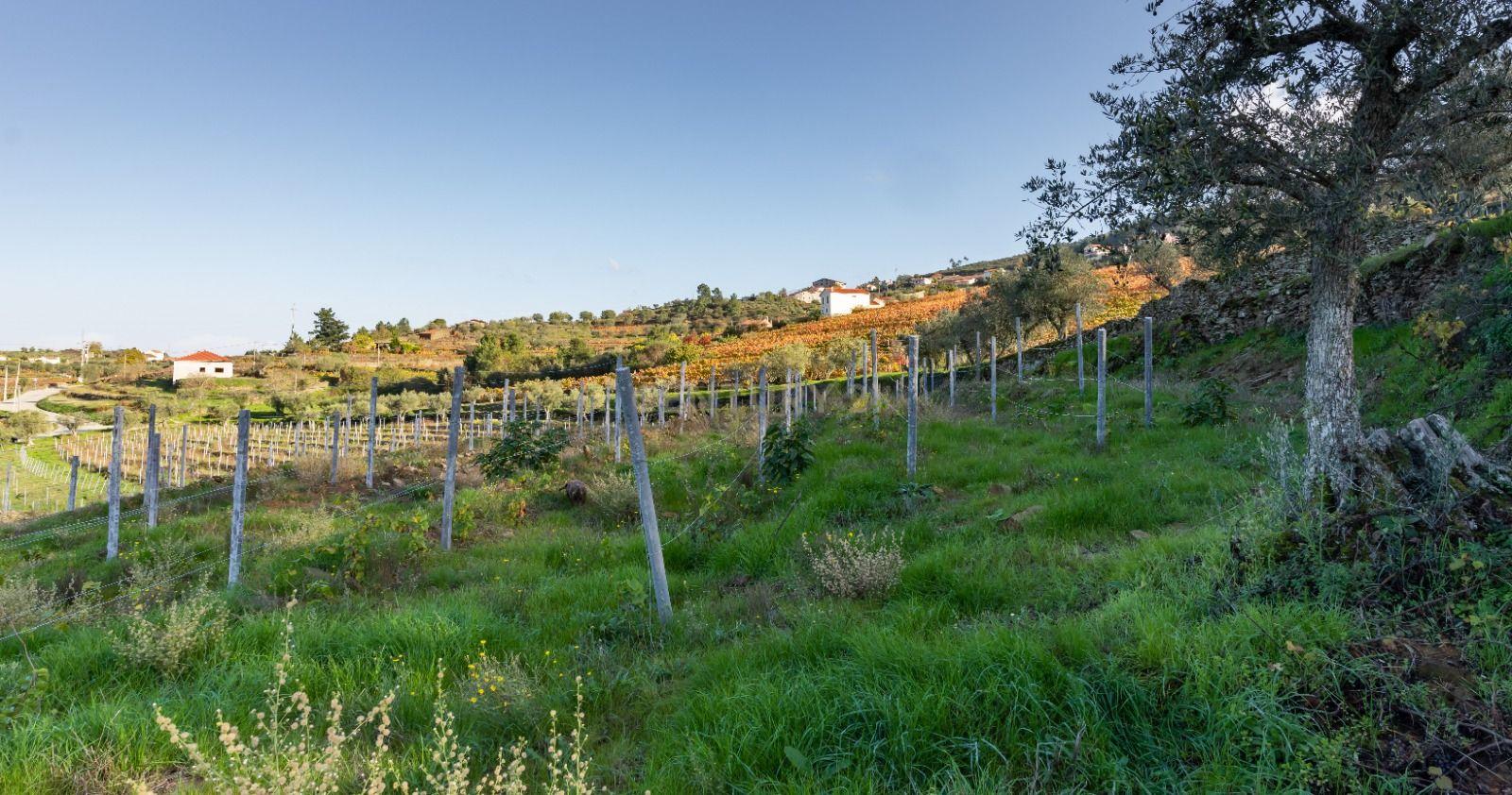 🏡Quinta com Moradia T3 e Vinha no Coração do Alto Douro Vinhateiro – Património Mundial da UNESCO - Image 70