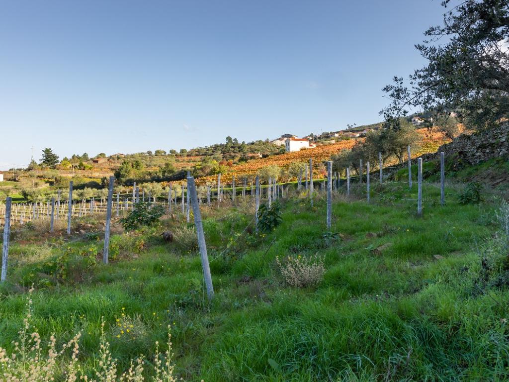 🏡Quinta com Moradia T3 e Vinha no Coração do Alto Douro Vinhateiro – Património Mundial da UNESCO - Image 70