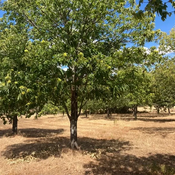 Terreno Agrícola em Pinela, Bragança - Image 5