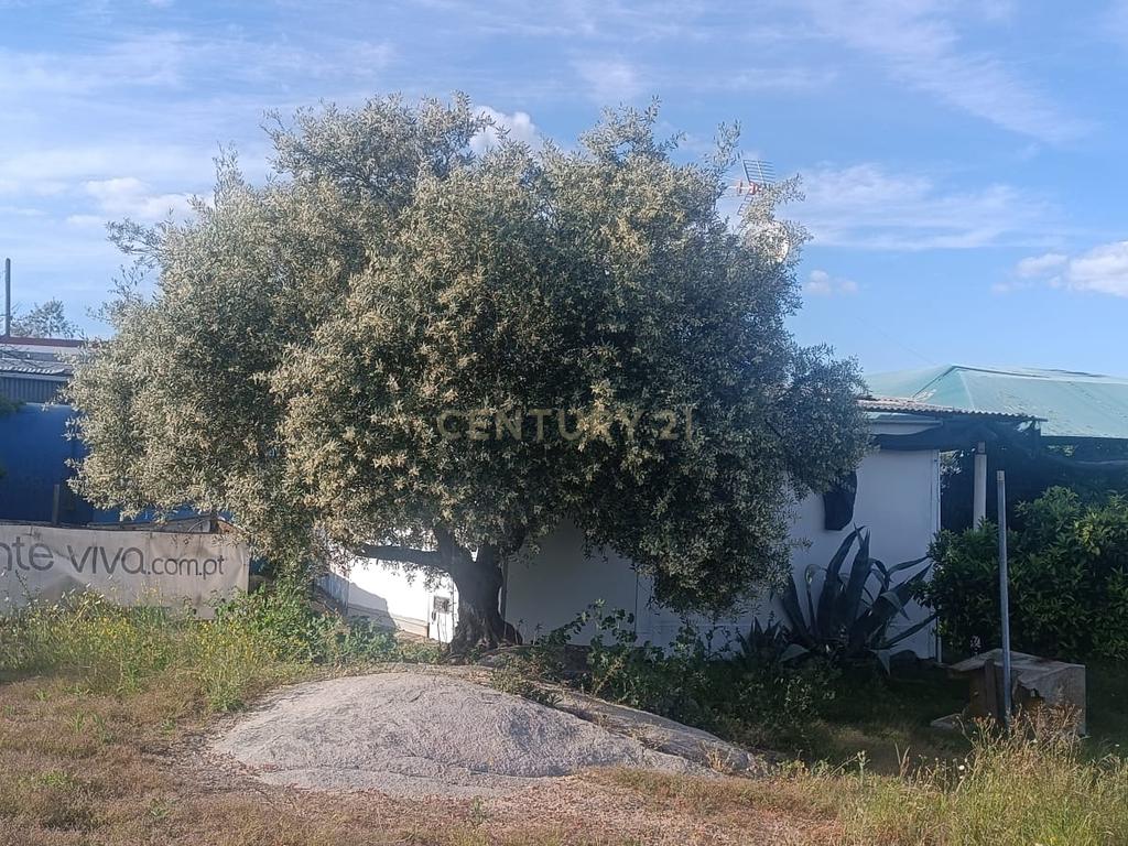 Excelente terreno em Santa Eulália Elvas - Image 14