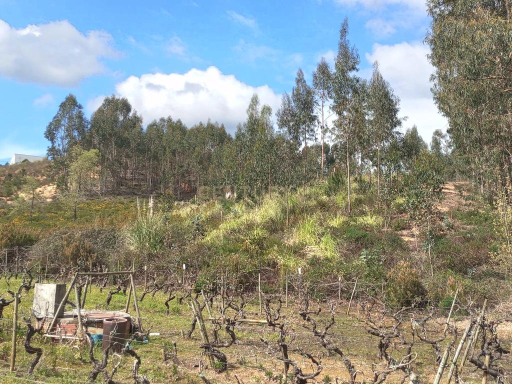 Terreno Rústico à Venda – 1800 m² em Vale Moreira, Vilar - Image 7