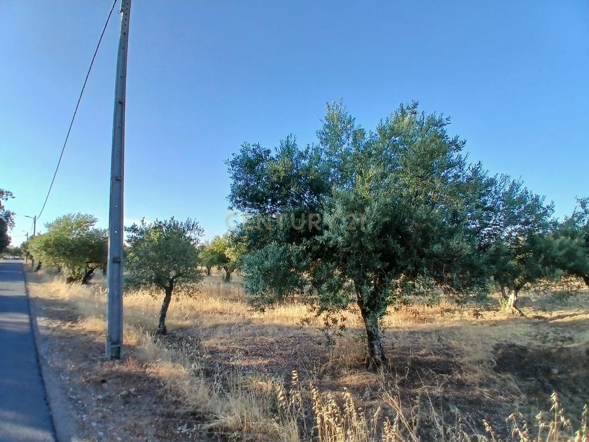 Fotografia 3 de Terreno Central em São Pedro do Corval, Vista para a Rocha dos Namorados