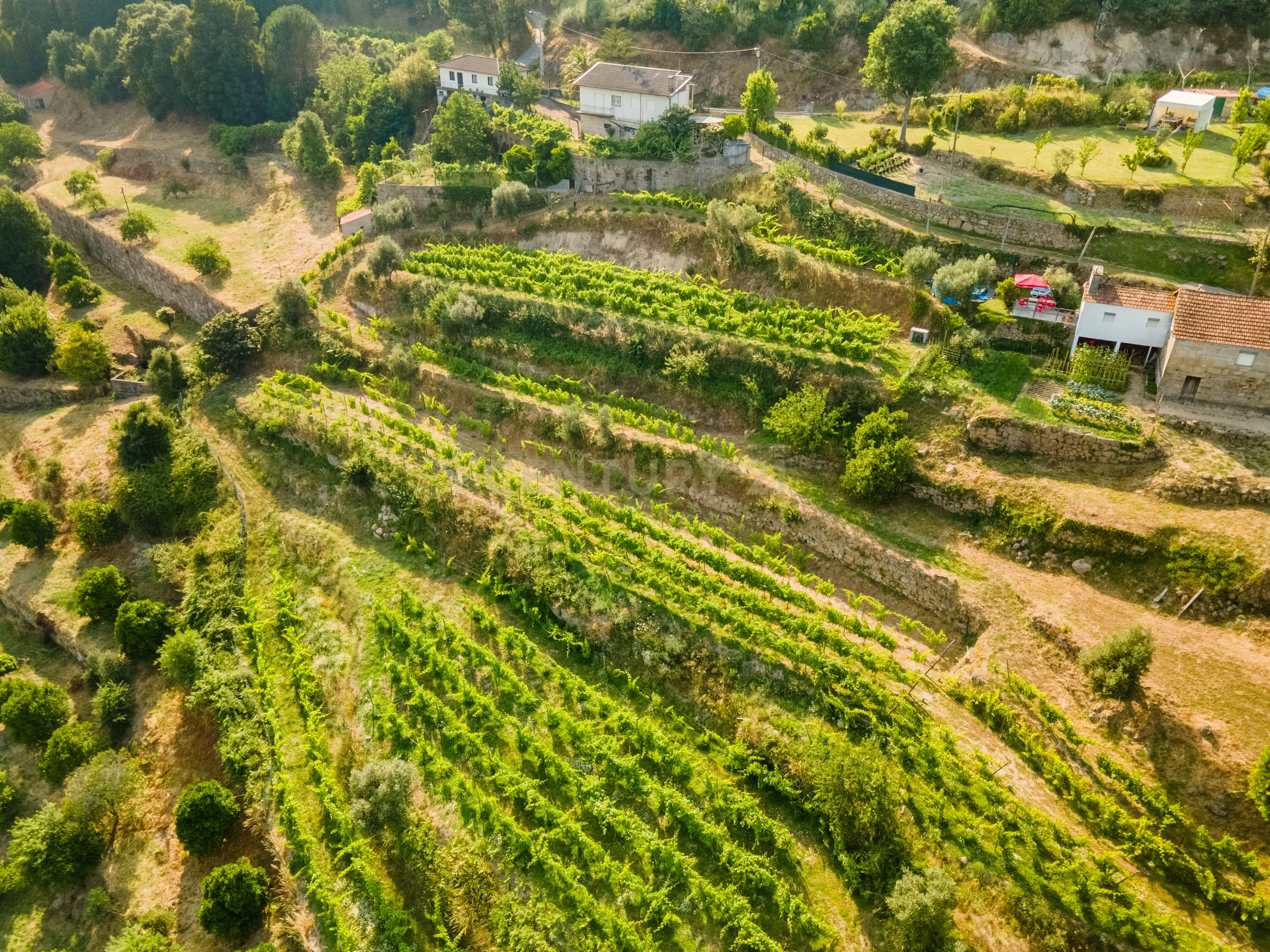 Quinta com Vista Deslumbrante sobre o Rio Douro – Projeto Aprovado para Hotel Rural | Paços de Gaiolo - Image 7