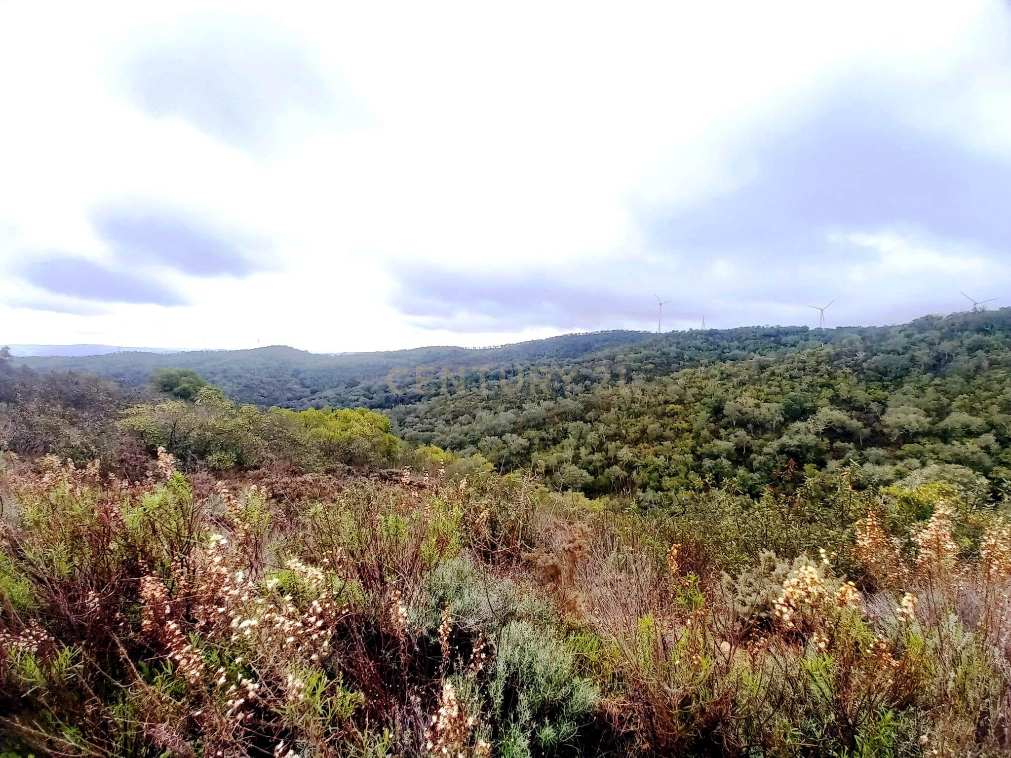 Fotografia 9 de Investimento Rural: 20 Hectares com Rendimento